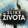 Slike života, nedelja 15.15: Buđenje čoveka ovoga veka