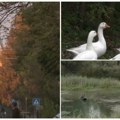Sve više turista iz Holandije i Francuske dolazi u "selo na sedam Dunava" Smeštaj od 15 evra, a gotovi svi se opet vrate