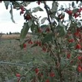 "Crveni dijamant” sve traženiji na domaćim plantažama - godišnja zarada ide i do 30.000 evra po hektaru