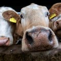 Štala kao spas: Zašto su seoska deca zdravija