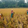 Kako su indijski poljoprivrednici povećali proizvodnju pirinča? Otkrivena metoda kojom dobijaju više prinosa