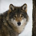 Sve više vukova šeta predgrađima Sijene, gradonačelnica traži da se reši problem sa divljim životinjama