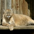 Puma usmrtila mladića Užas u Kaliforniji: Divlja životinja napala dva brata dok su lovili, jedan preživeo