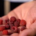 Počinje berba malina, voćari tvrde da ni cena od 10 evra ne može da pokrije štetu zbog suše
