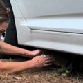 Mirna šetnja pretvorila se u noćnu moru Devojke čule neobično cviljenje na parkingu, a onda se pojavila majka životinje i…