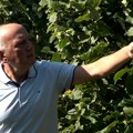 Zoran se vratio u Ivanjicu i zasadio 1.200 stabala lešnika – sada planira izvoz u Austriju (VIDEO)