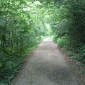 Kako klimatske promene utiču na urbane sredine i šume u Srbiji (AUDIO)