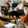 Neverovatna priča iz Japana: Ova kompanija je zaposlila 11 mačaka, imaju važan zadatak!