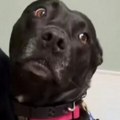 Mnogi vlasnici pasa će se prepoznati u ovom prizoru: Kod veterinara pokušala da sakrije nervozu, pa se privila uz vlasnicu