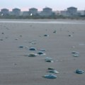 Zbog njih zatvaraju plaže, a uspele su da zaustave i nuklearni reaktor: Naučnici prate invaziju na Evropu