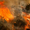 Portugal traži novac EU za koze koje pomažu u sprečavanju šumskih požara
