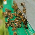 Medonosne pčele fizički potiskuju divlje oprašivače u borbi za hranu
