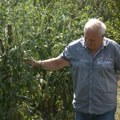 "Neće Albanci, a i cena je nikakva": Srbi poljoprivrednici iz Metohije požnjeli pšenicu, ali ne mogu da prodaju
