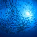 Plava riba umesto crvenog mesa spasila bi godišnje 750.000 ljudi