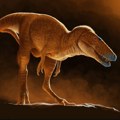 Otkrivena nova vrsta dinosaurusa koja „ispravlja“ porodično stablo zloglasnog triranosaurus reksa
