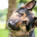 Usvojeni pas ne ispušta vlasnika iz vida Ova scena topi srca - raznežiće vas