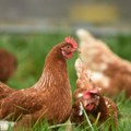 Izbila epidemija ptičjeg gripa u Španiji: Uništeno više od 37.000 kokošaka na farmi u mestu Pozo de Gvadalahara