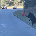 Mali meda ugledao balon nasred puta pa ga brzo zgrabio: Zbog svoje nesvakidašnje igre ubrzo je dobio i društvo ali postao i…