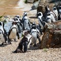 Zašto je u Južnoj Africi uginulo 60.000 pingvina
