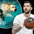 Košarkaš kao nijedan drugi! Vladimir Micov iz ljubavi prema svom Flokiju napravio najluksuzniji hotel za pse - imaju i bazen…