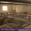 Afrička kuga - najveća pretnja domaćem svinjarstvu