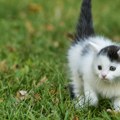 Makedonac ostavio mačiće u parku, kažnjen sa 550 evra