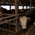 Grad Kragujevac raspisao javne pozive za podsticaje u poljoprivredi