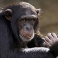 Primati su masturbirali još pre 40 miliona godina