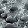 Uginulo 50 kitova nasukanih na obalu Australije