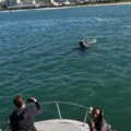 Snimljen obračun orke i velike bele ajkule Tursti gledali kako je čereči, odnela samo jetru (video)
