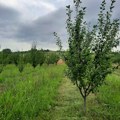 Toplički voćari zadovoljni kvalitetom šljive, zbog slabijeg roda očekuju bolju cenu