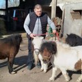 Poniji, papagaji i citrusi: Tri ljubavi Zorana Milićevića, poljoprivrednika iz okoline Paraćina (foto)