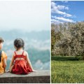 Traži se šljiva da stanemo pod nju Mladi Srbi u dijaspori zaboravljaju svoj jezik, proces asimilacije u punom jeku upućeniji…