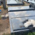 Horor na Novom groblju u Nišu: Leševi zaštićenih ptica prekrivaju spomenike, prizor je zastrašujući!