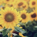 Evropa u velikom cenovnom raskoraku pred žetvu suncokreta