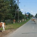 Kako zaštititi domaće životinje od toplotnog udara