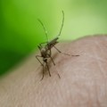 Suzbijanje komaraca u Subotici od ponedeljka