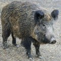 Divlje svinje šetaju Zagrebom, stigle do dvorišta škole: "Ne znam da li da se smejem ili plačem"