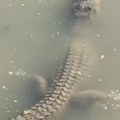 Da se smrzneš Šok snimak aligatora obišao svet, mnogi su pomislili da je mrtav (foto/video)