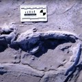 U Nemačkoj otkriveni fosilizovani ostaci čovekolikog majmuna stari 11 miliona godina