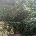 Muka na muku ide: Sručilo se drvo na trošnu kuću Stojiljkovića, nadležni ne čuju vapaje za pomoć