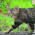 Nešto značajno se sprema Nepoznata mačka u dvorištu prema indijskom verovanju upozorava, "u toj kući će uskoro biti..."
