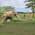 Smrtonosan susret sa krdom slonova: Španski turista stradao u rezervatu u Južnoj Africi