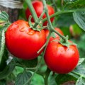 Nikada ne sadite ovih 7 biljaka pored paradajza jer će ga uništiti