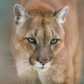 Puma napala devojčicu ispred kuće u Malibuu
