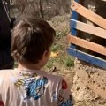 Dečak iz Kladnja ostao bez tate, sanja da ima kravu i da prodaje sir: Zoo Bambi mu je ispunio jednu želju