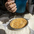 Продуктна берза у Новом Саду: ове недеље најзаступљенији пшеница и кукуруз
