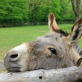 Nišlije pokrenule genijalnu zamisao! Sada možete virtuelno da udomite životinju Zoo vrta, evo kako