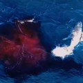 VIDEO Dron zabeležio "magičan trenutak": Grbavi kit okotio mladunče uz obalu Australije