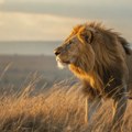Studija ruši sliku iz "Kralja lavova": Četiri godine pratili ove predatore i otkrili nešto neverovatno